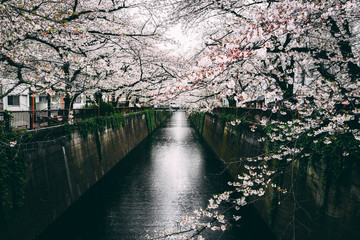 桜 満開 中目黒 目黒川 日本 横