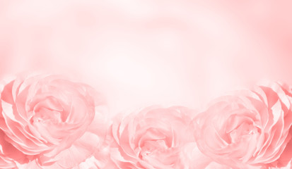 Fototapeta na wymiar Banner with three pink roses