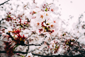 桜 満開 中目黒 目黒川 日本 横
