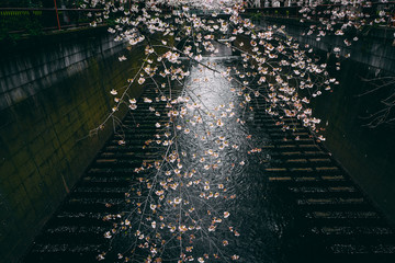 桜 満開 中目黒 目黒川 日本 横 © rockstarpictures