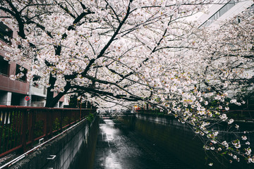 桜 満開 中目黒 目黒川 日本 横