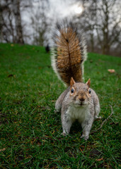 Squirrel streching in green grass