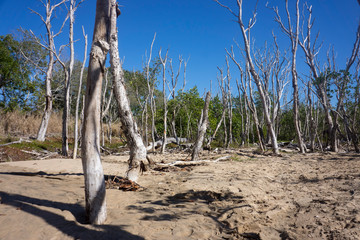 Dead trees killed by encroaching sand dunes on the beach.