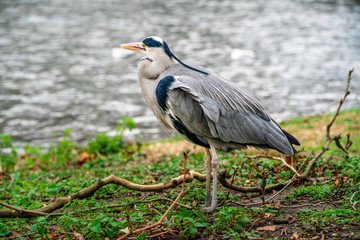 Heron standing next to a pond in St. James's Park