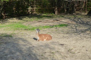 deer in the forest