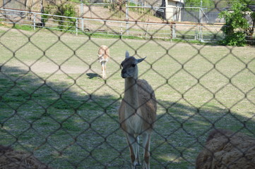 lama in zoo