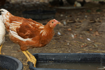 The road island red hen in nature farm garden at thailand