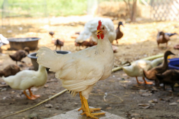 The road island red hen in nature farm garden at thailand