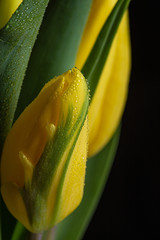 Morning dew drops on a yellow tulip flower in bloom close up still funeral flowers decoration