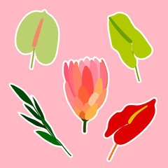 Floral spring, summer sticker vector set. Protea, anthurium, leaves on pink background. Cartoon Flowers, plants illustration for cards, clothes, weddings, notebooks, Women's, Mother's, Valentine's Day