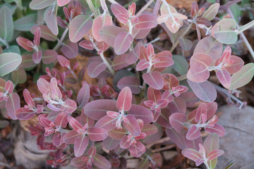 Eucalyptus leaves. branch eucalyptus tree nature background