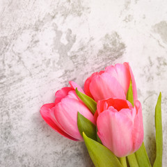 Tulips are bright, fresh, pink on a light gray background close-up.