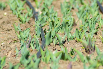 Tulips in the garden, starting to grow, drip irrigation system in the park, farmland, sprinkler, sunny day, growing flowers