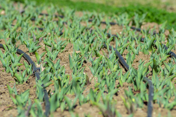 Tulips in the garden, starting to grow, drip irrigation system in the park, farmland, sprinkler, sunny day, growing flowers