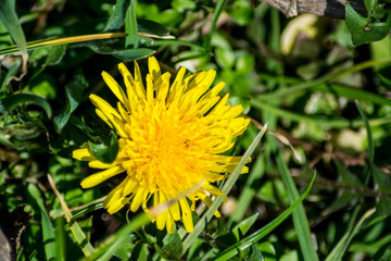 Blooming yellow dandelion, dandelion taraxacum flower in the garden, wild plant outdoors