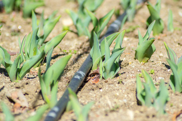 Tulips in the garden, starting to grow, drip irrigation system in the park, farmland, sprinkler, sunny day, growing flowers