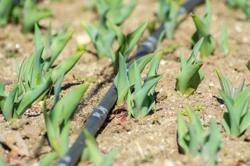 Tulips in the garden, starting to grow, drip irrigation system in the park, farmland, sprinkler, sunny day, growing flowers