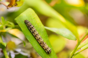 Lilly Caterpillar Moth also known as Spodoptera Picta