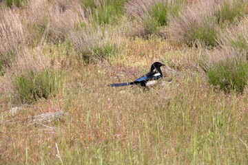 American Magpie bird, Wasatch Mountain foothills, Salt Lake City, Utah, USA