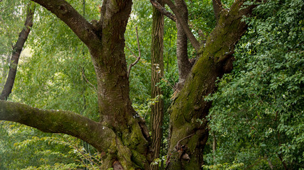 静かな春の森の風景