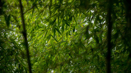 静かな公園の竹林の風景
