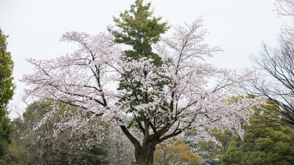 綺麗な春の満開の桜の花