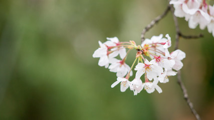 綺麗な春の満開の桜の花