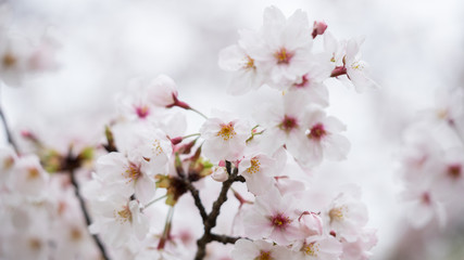綺麗な春の満開の桜の花