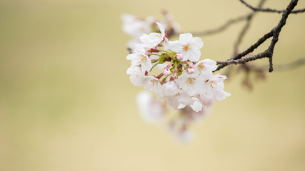綺麗な春の満開の桜の花