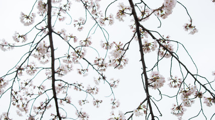 綺麗な春の満開の桜の花