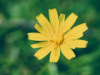 yellow flower on green background