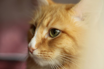 muzzle of a red furry cat with green eyes