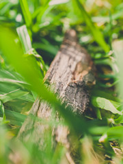 Wood chip on the grass