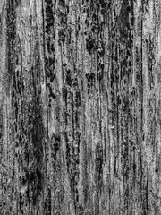Obraz premium old wood texture