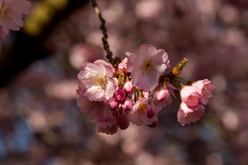 sakura