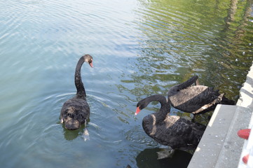 swan and cygnets