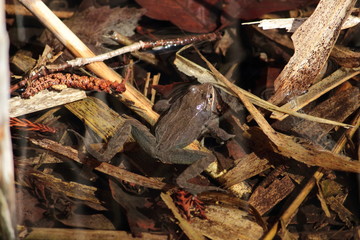 ヤマアカガエル