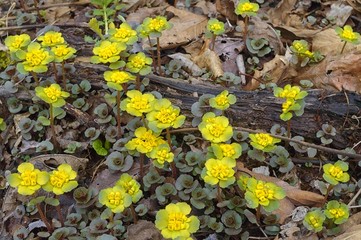 Springtime in the taiga forest. Chrysosplenium pilosum blossom. 