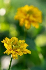 Heliopsis helianthoides double flower rought oxeye in bloom, yellow flowering flowers during summer in ornamental garden