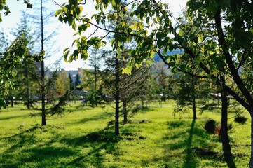 park with young trees in spring