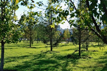 park with young trees in spring