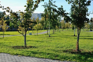 park with young trees in spring