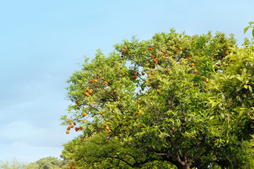 Fototapeta premium Ripe oranges hanging on a tree on a sunny day in Rome, Italy