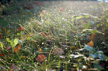 Morning dew on the autumn grass.