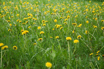 Field of yellow dandelions in spring time. Spring background..