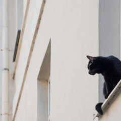 Black cat sitting on the windowsill.