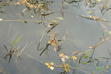 Abstract grass pattern on water surface