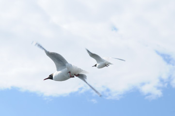 Flying seagulls against of blue sky and white clouds