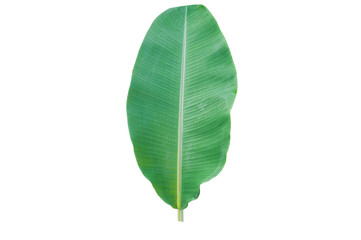 Banana leaves isolated on a white background.