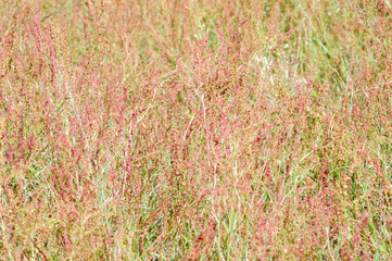 Common sorrel, floral background. Shallow depth of field.